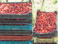 The first strawberry days in Gredetin, May 27 2007. It was like this... Loading Image...